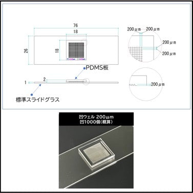 凸スタンプチップは、弊社が製造販売しているマイクロ流体チップの一種です。
微細加工技術を用いて、鋳型を作製し、数μm～数μmという極めて微細な流路（管）やウェル構造・突起構造を基板上に作ります。
そこに液体や気体を流して化学・バイオなどの反応や分析を行うことができます。
手のひらやチップサイズの中に、従来の実験室（ラボ）で行われていた
「混合」「反応」「分離」「検出」といった一連の操作を集約できるため、
「Lab-on-a-Chip（ラボ・オン・チップ）」とも呼ばれています。
凸スタンプチップは、その微細な凸形状を利用して「液体や物質を精密に配置・誘導する」ことに非常に長けています。

- 細胞接着パターニング
- DNA/タンパク質マイクロアレイの作製
- 親水化スポッティング
- 疎水化スポッティング
- 抗体スポッティング　　にご使用いただけます。