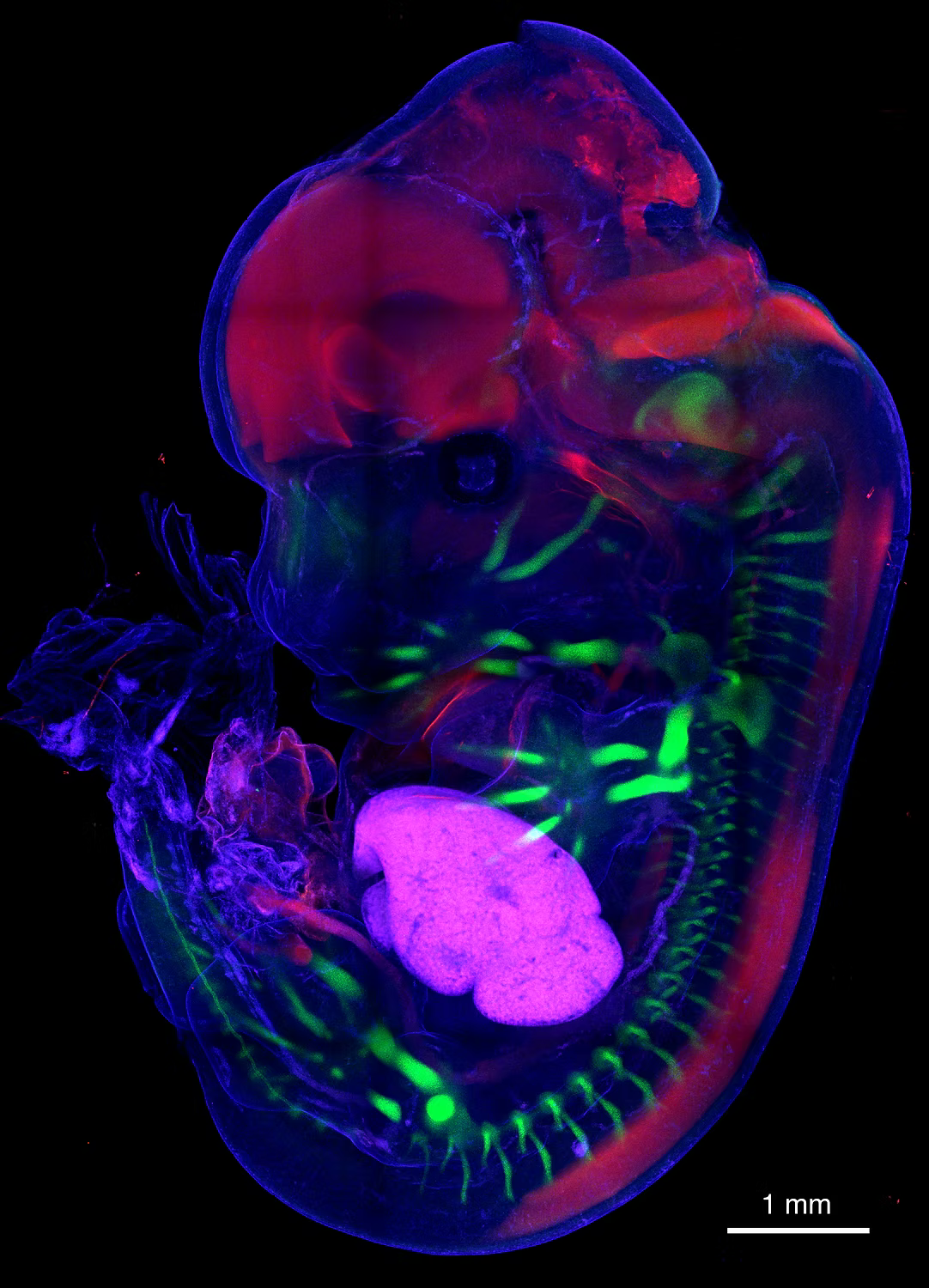 HCR™ Gold RNA-FISH Kit