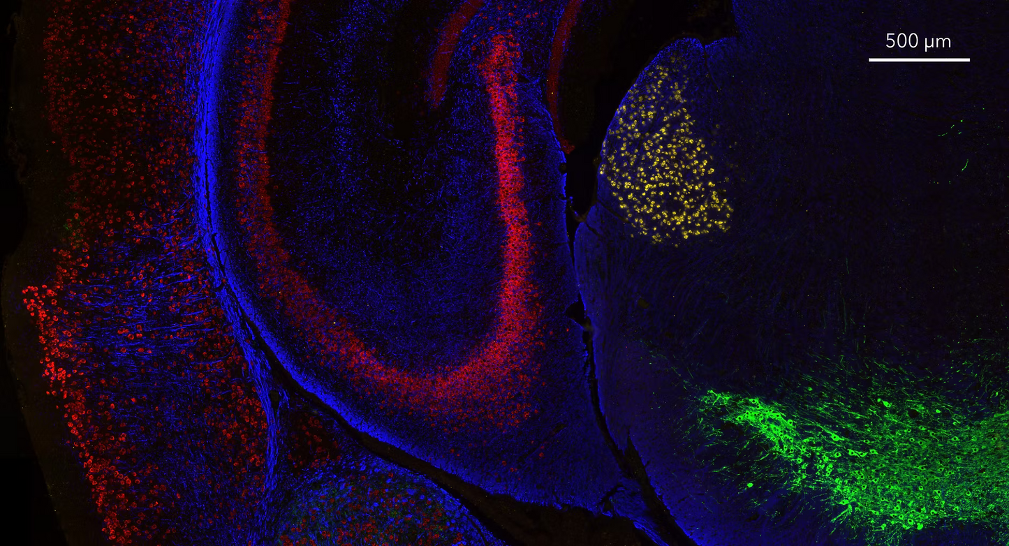 HCR™ Gold RNA-FISH Kit