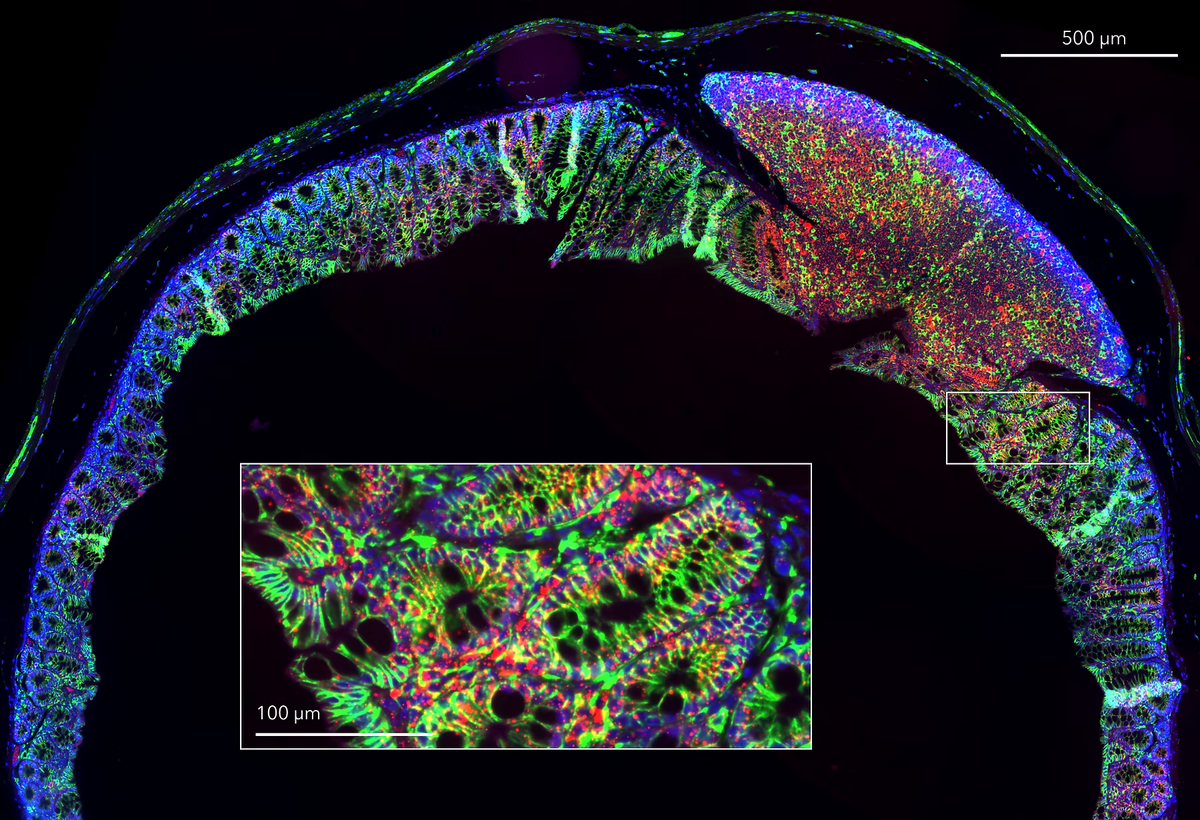 HCR™ Gold RNA-FISH Kit