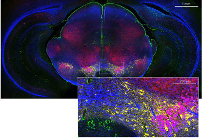 HCR™ Gold RNA-FISH Kit