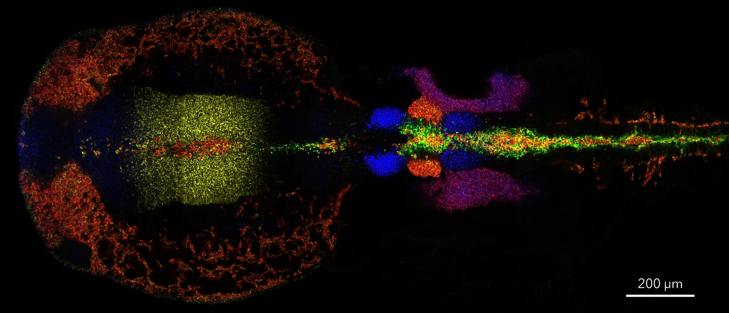 HCR™ Gold RNA-FISH Kit